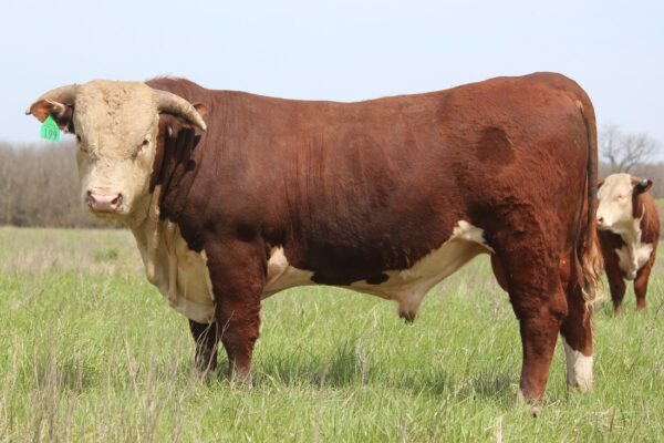 Hereford cattle for sale