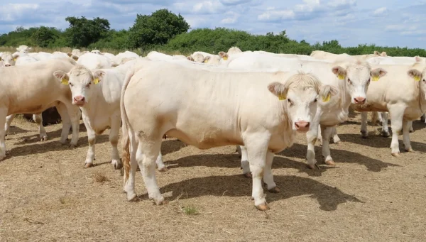 Charolais cattle for sale