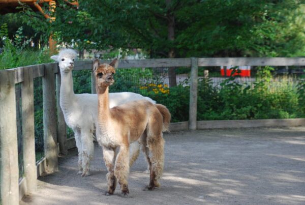 Alpacas for sale