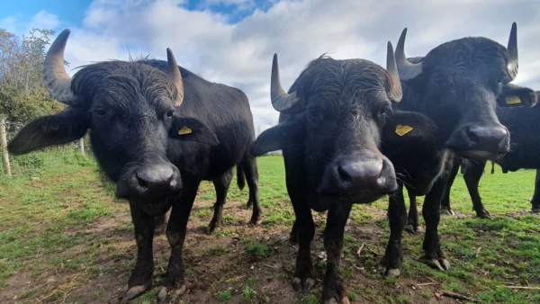 Buffalo for sale (Water Buffalo)