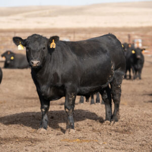 Angus Cattle for sale