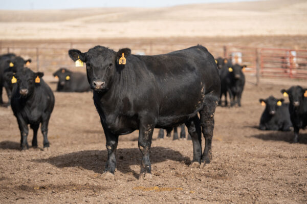 Angus Cattle for sale