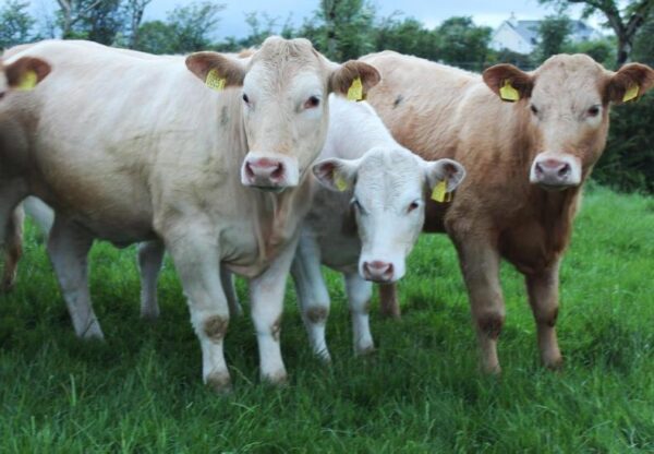 Cattle for sale (beef cattle)