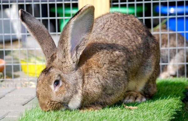 Rabbits for sale