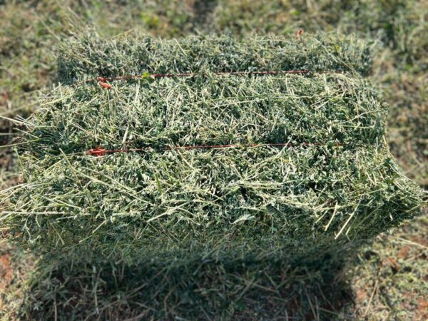 Alfalfa Hay for sale - Image 2