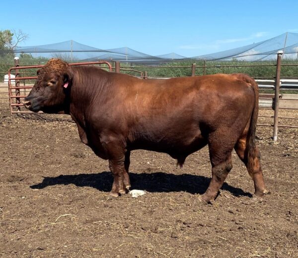 Angus Cattle for sale