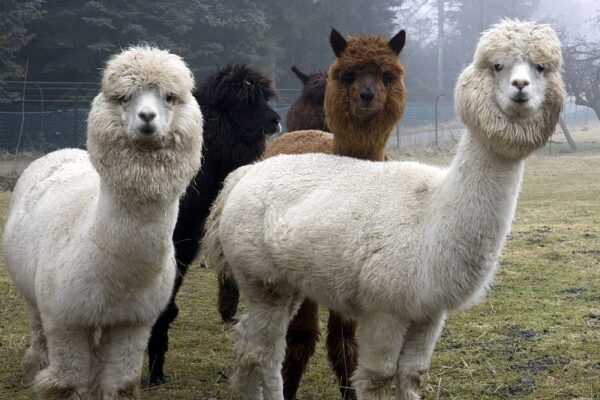 Alpacas for sale