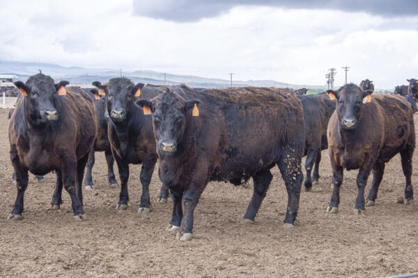 Angus Cattle for sale