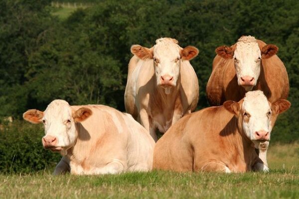 Simmental cattle for sale