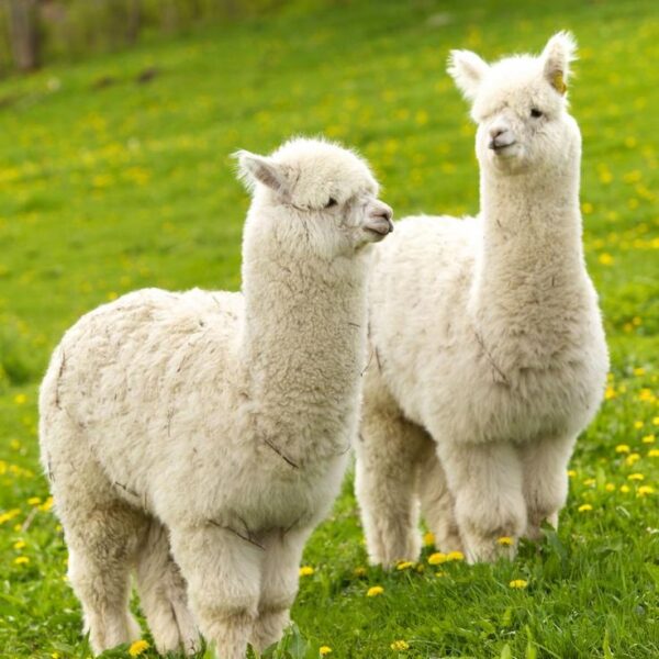 Alpacas for sale