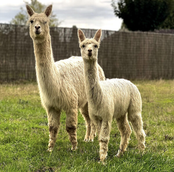 Alpacas for sale