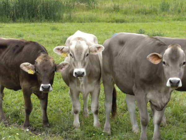 Brown Swiss cattle for sale - Image 4