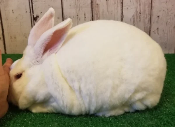Rabbits for sale