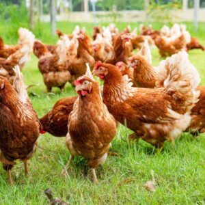 Layer Chickens for sale (Egg Production)