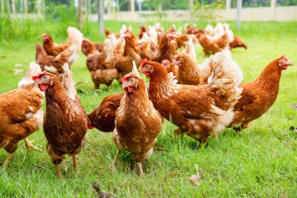 Layer Chickens for sale (Egg Production)