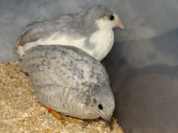 Quail for sale