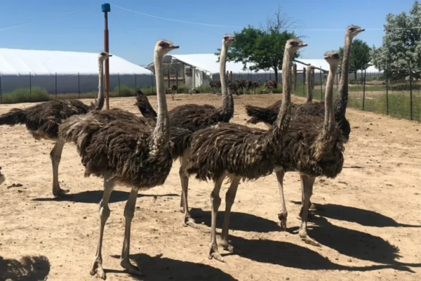 Ostriches for sale