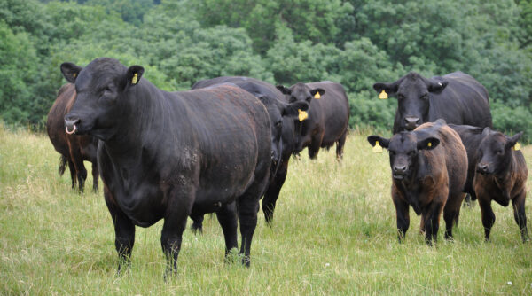 Angus Cattle for sale