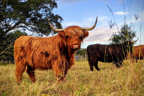 Scottish Highland cattle for sale - Image 10