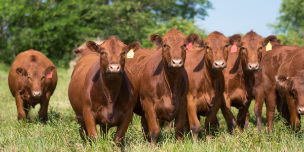 Cattle for sale (beef cattle)