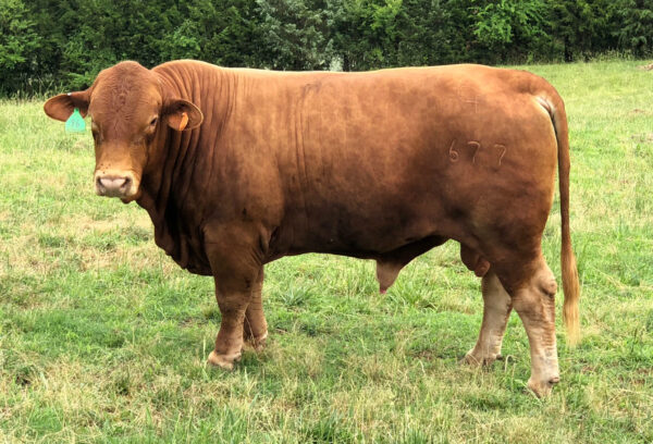 Cattle for sale (beef cattle)