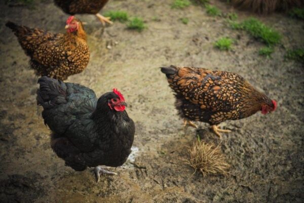 Layer Chickens for sale (Egg Production)