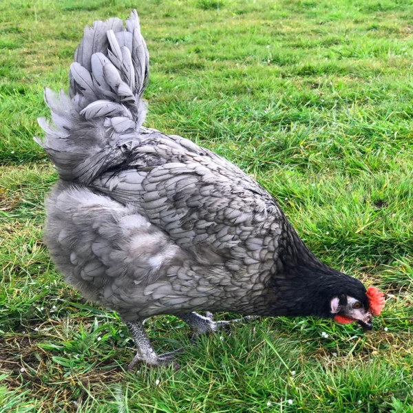 Layer Chickens for sale (Egg Production)