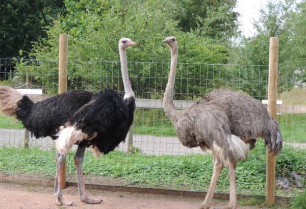 Ostriches for sale