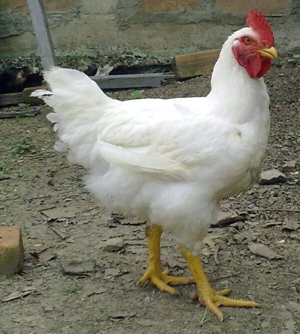 Broiler Chickens for sale