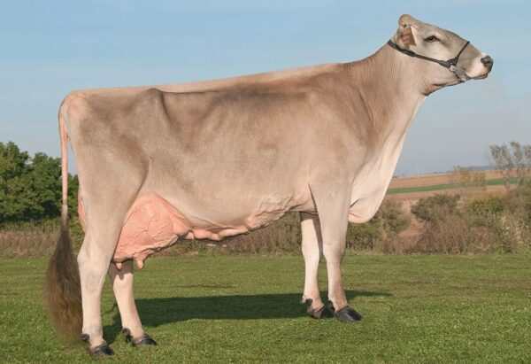 Brown Swiss cattle for sale - Image 6