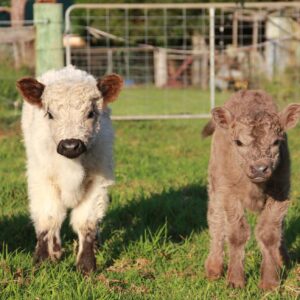 Galloway cattle for sale