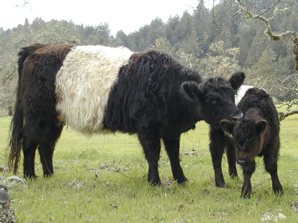 Galloway cattle for sale