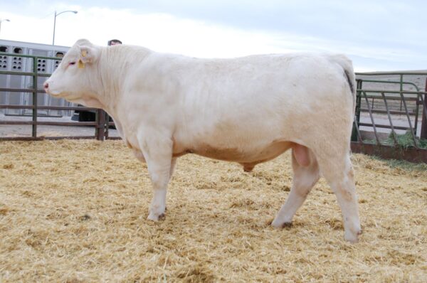 Charolais cattle for sale