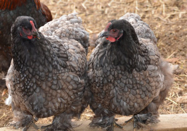 Layer Chickens for sale (Egg Production)