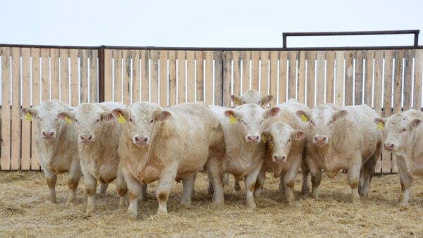 Charolais cattle for sale