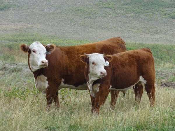 Hereford cattle for sale