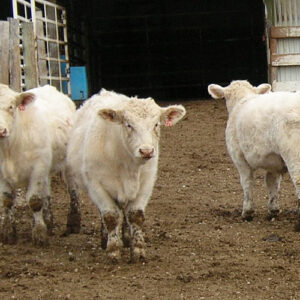 Charolais cattle for sale