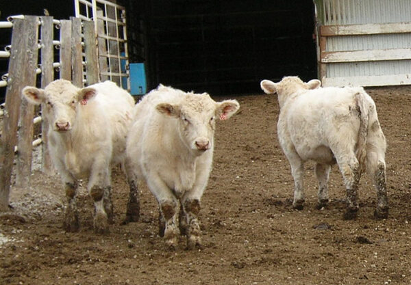 Charolais cattle for sale