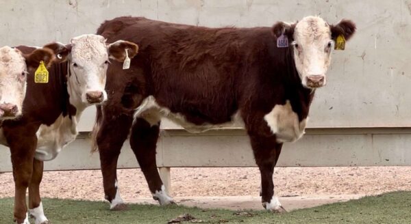 Hereford cattle for sale