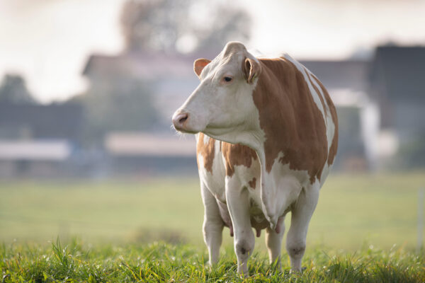 Brown Swiss cattle for sale - Image 10