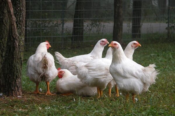 Broiler Chickens for sale - Image 5