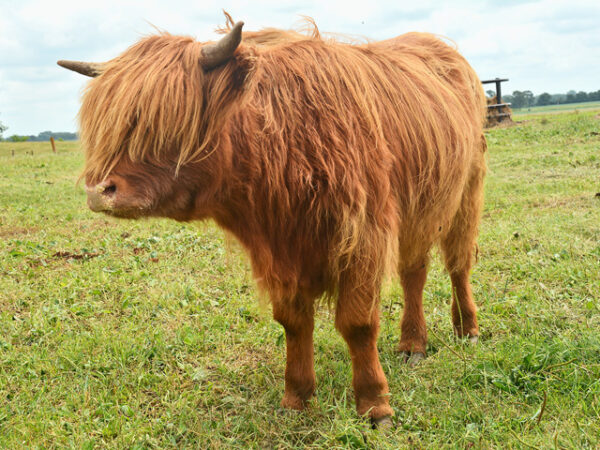 Scottish Highland cattle for sale - Image 5