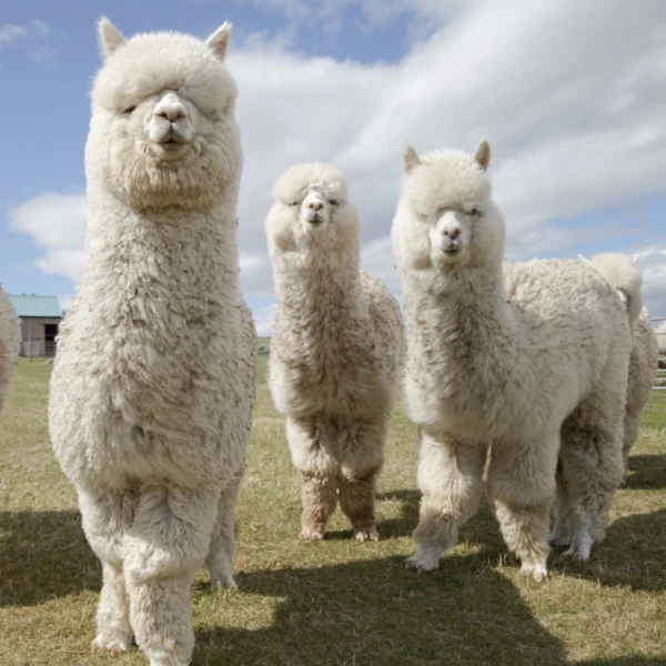 Alpacas for sale