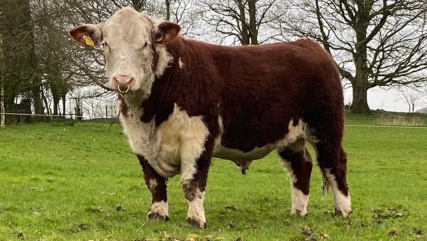 Hereford cattle for sale