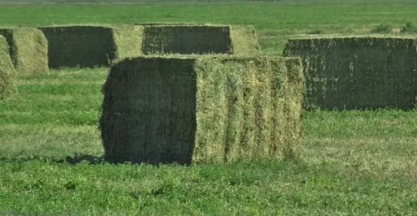 Alfalfa Hay for sale - Image 9