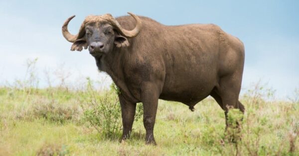 Buffalo for sale (Water Buffalo)