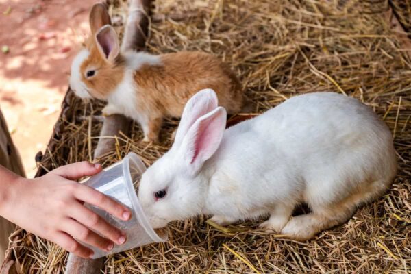 Rabbits for sale