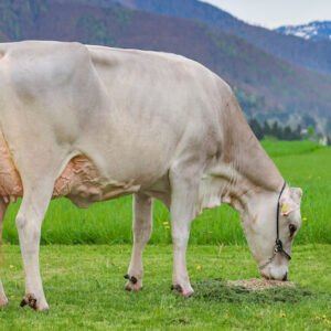 Brown Swiss cattle for sale