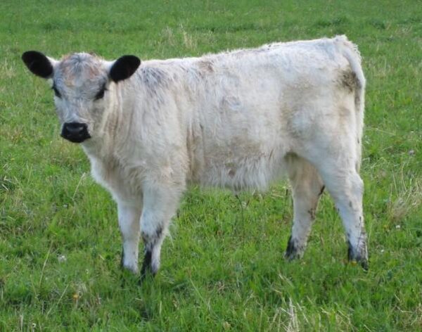 Galloway cattle for sale