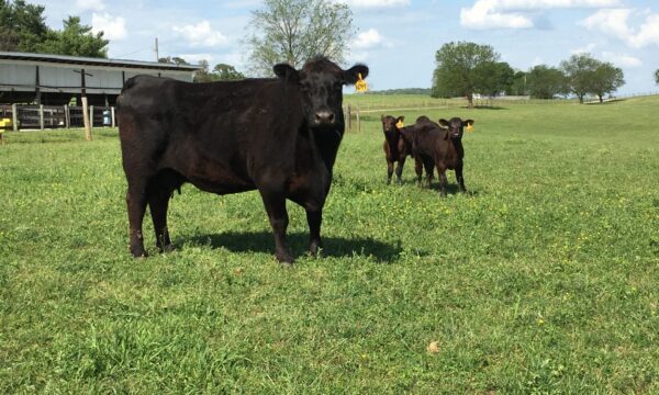 Cattle for sale (beef cattle)